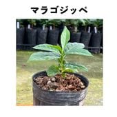 �ޥ饴���åڡ�Maragogype�˥���ӥ��� �ֿ��ʼ� ������󥰥ݥå� | �����ҡ�����