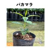 �ѥ��ޥ��Pacamara�˥���ӥ��� �ֿ��ʼ� ������󥰥ݥå� | �����ҡ�����