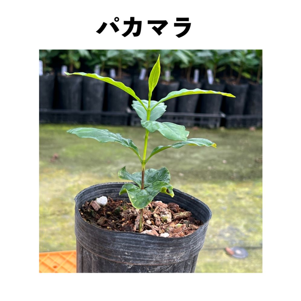パカマラ（Pacamara）アラビカ種 赤色品種 4号ロングポット