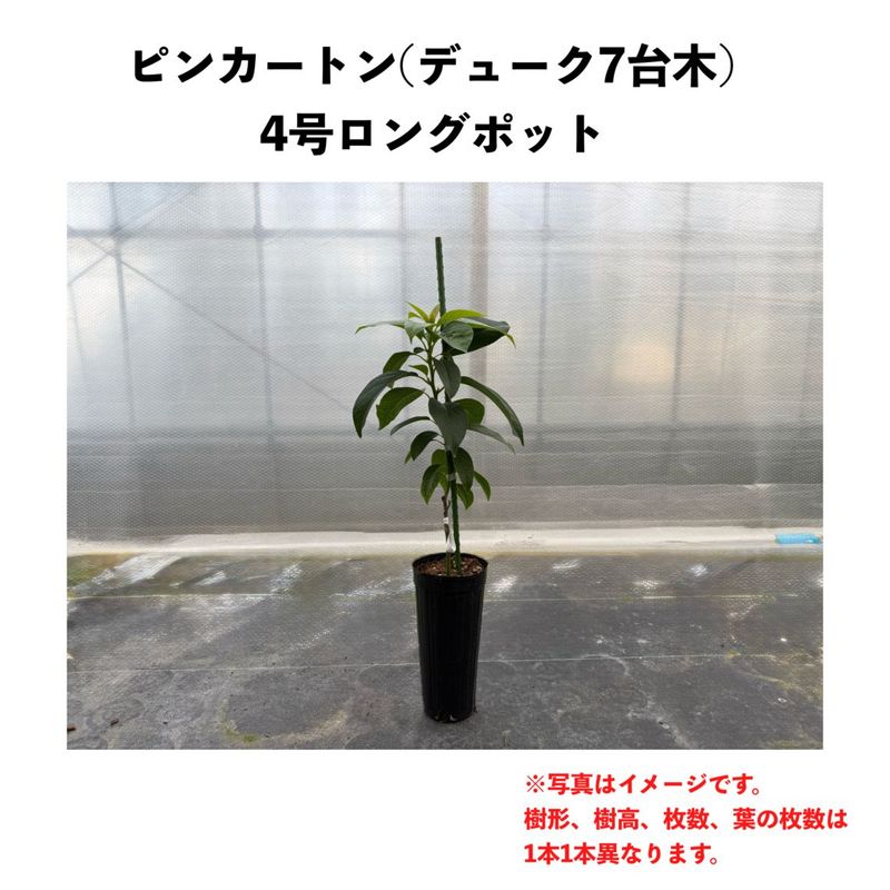�ԥ󥫡��ȥ� (A) �ڥǥ塼�������ڡۣ���ݥå� (����) Pinkerton�å��ܥ�������