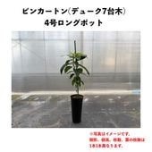 デューク7台木