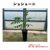 ���祷�硼�� ������󥰥ݥå� ��ǯ�� �����ڡ� | �ڥ���ʥԡ�����ʥåġ�����