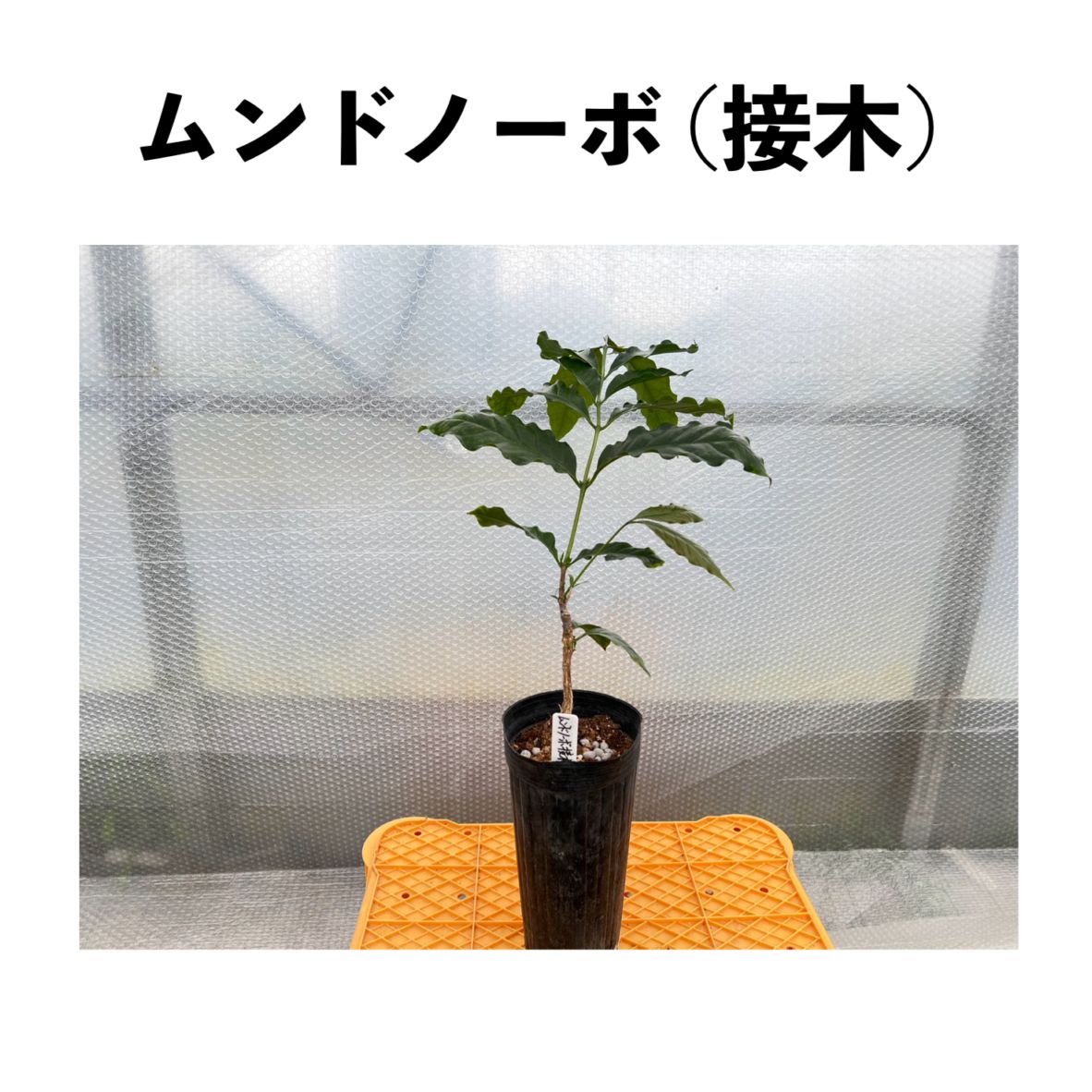 ムンドノーボ（Mundo Novo）【接木苗】アラビカ種 赤色品種 4号ロング