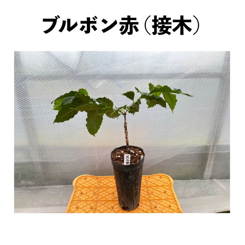 ブルボン（Bourbon）【接木】アラビカ種 赤色品種 4号ロングポット