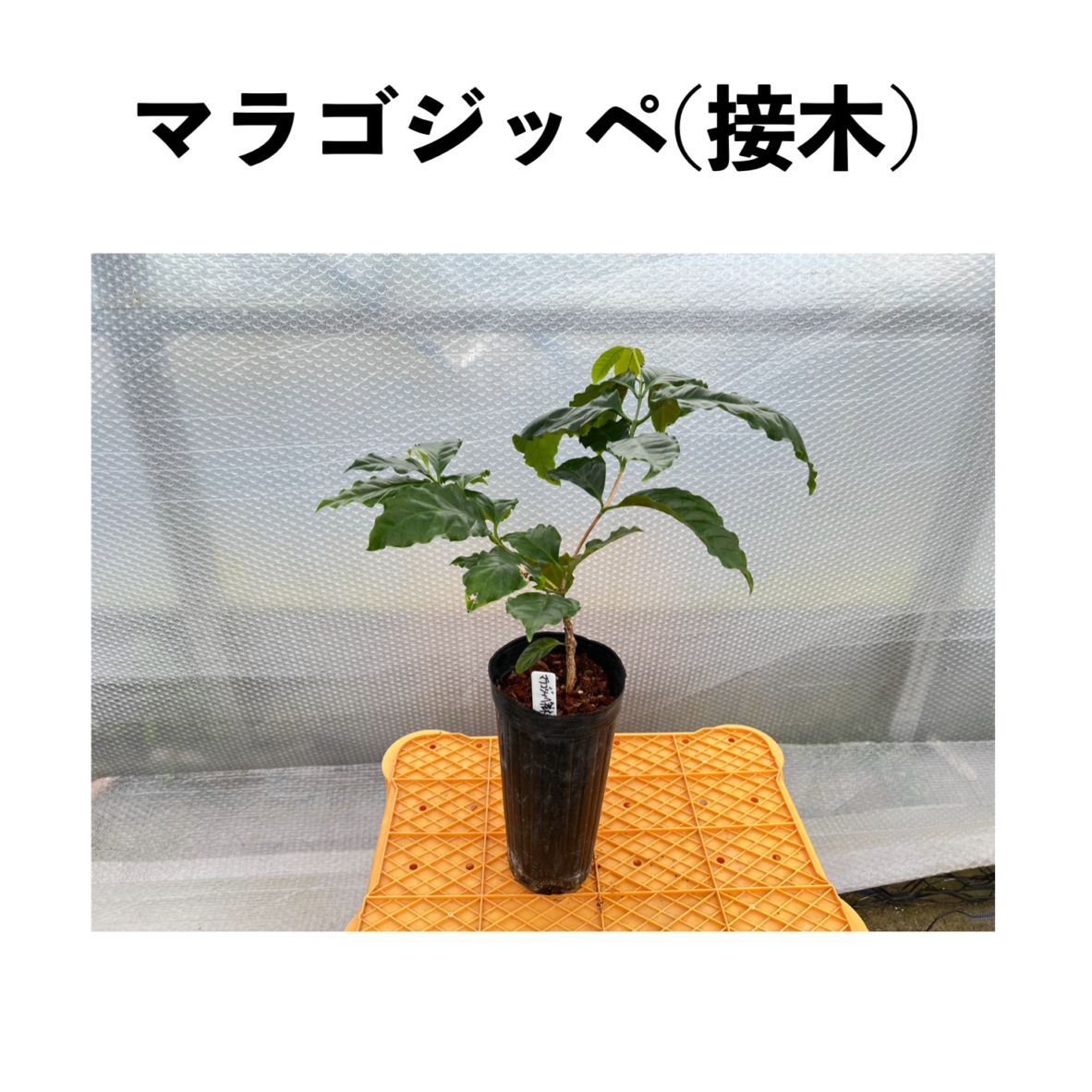植物 マラゴジッペ（Maragogype）【接木】アラビカ種 赤色品種 4号ロング