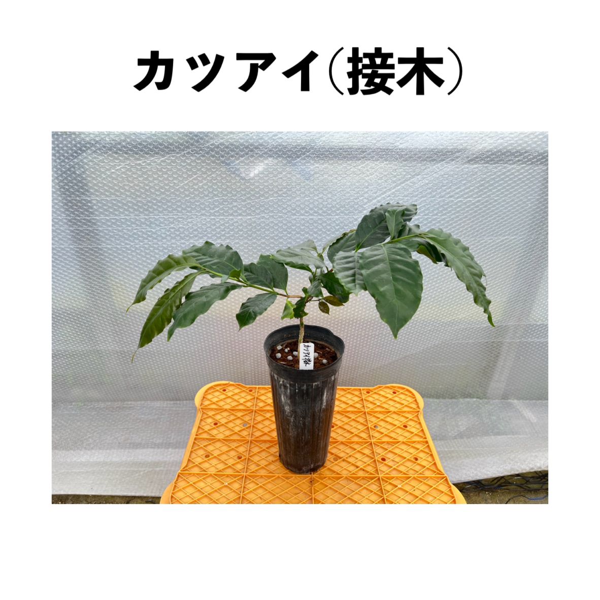 民芸品  篤姫 天璋院篤姫 伝兵衛ボトル - 伝兵衛蔵