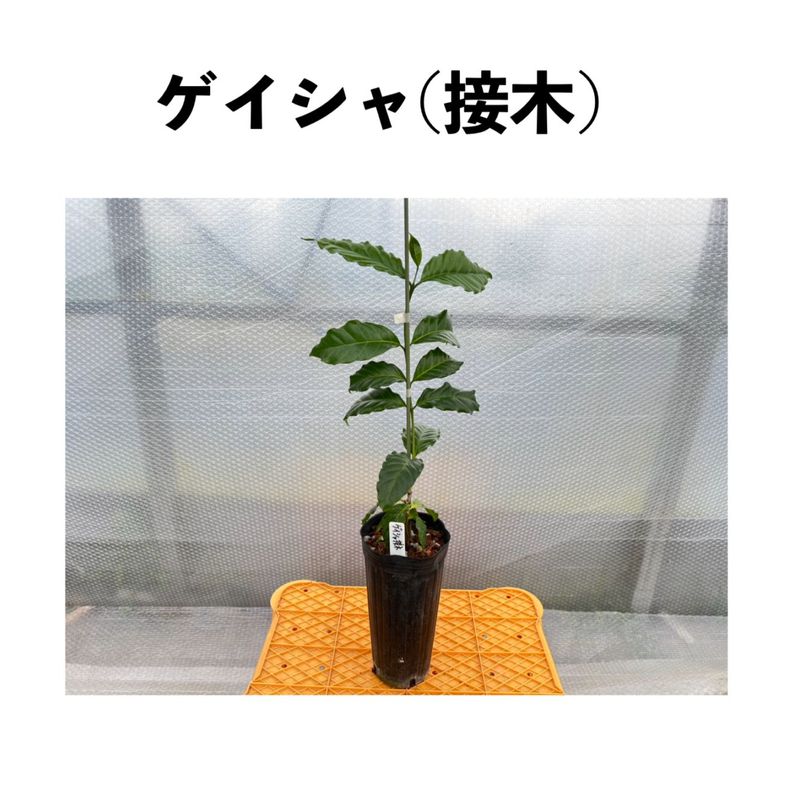 ケヤキ葉、柿の葉等、数種の葉他ご注文セット＊コエポン様ご依頼品＊ ゲイシャ（Geisha）【接木】アラビカ種 赤色品種 4号ロングポット