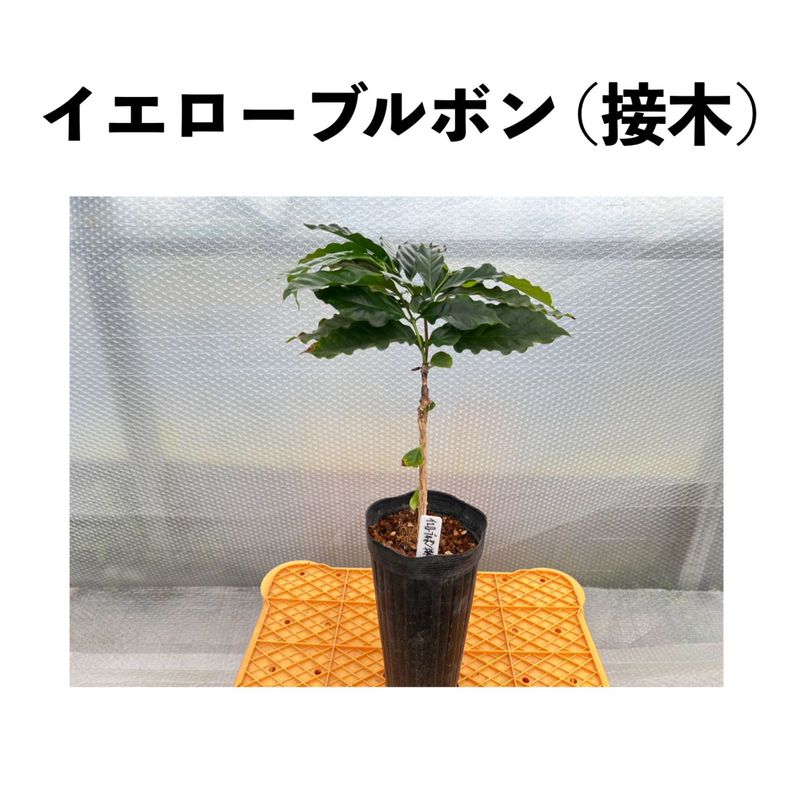 イエローブルボン（Yellow Bourbon）【接木】アラビカ種 黄色品種 4号