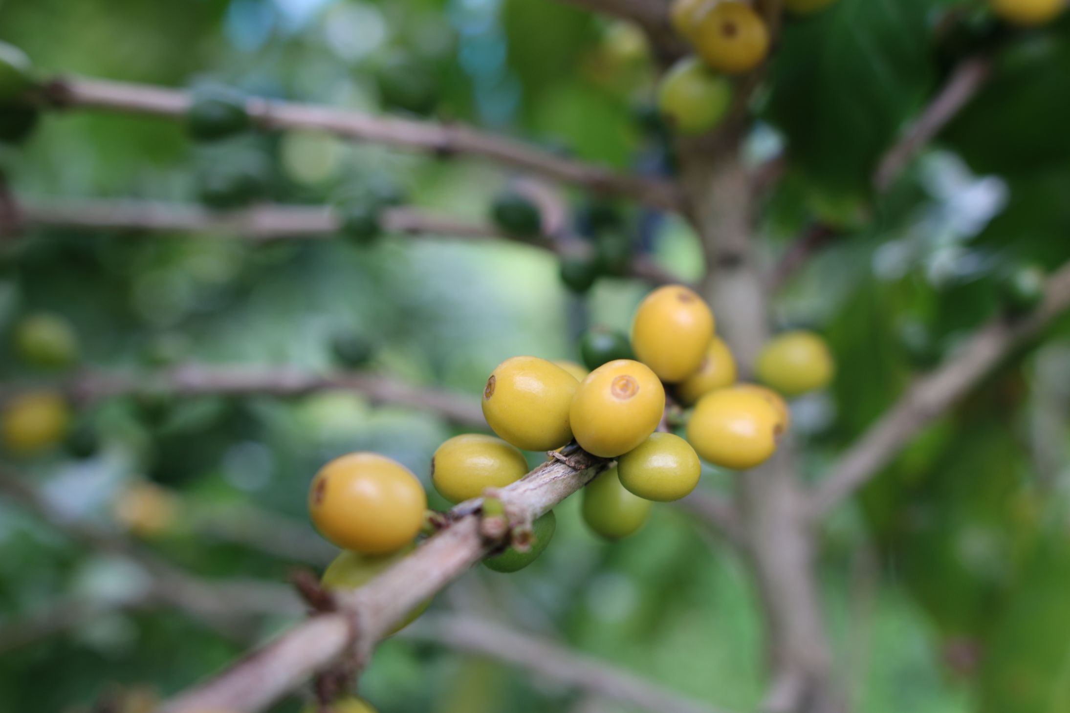 イエローブルボン（Yellow Bourbon）【接木】アラビカ種 黄色品種 4号