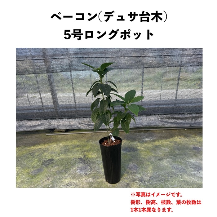 【早い者勝ち】【3年生苗】アボカド苗木 　ベーコン接木　台木ベーコン ベーコン (B) 【デュサ台木】 5号ロングポット (接木) Bacon