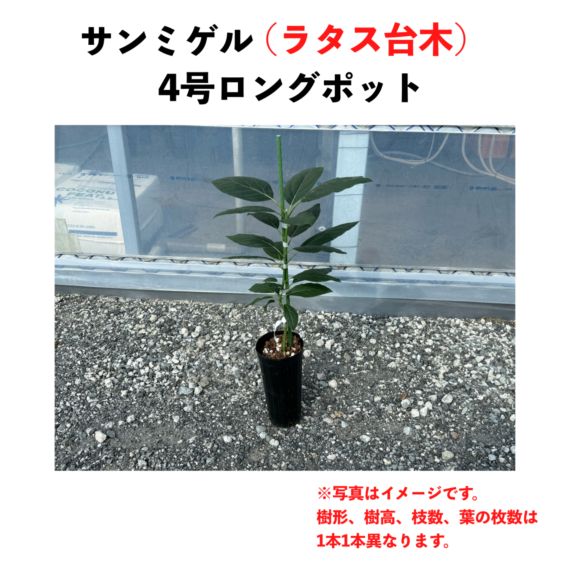 サンミゲル 【ラタス台木（パテント品種）】 4号ロングポット (接木