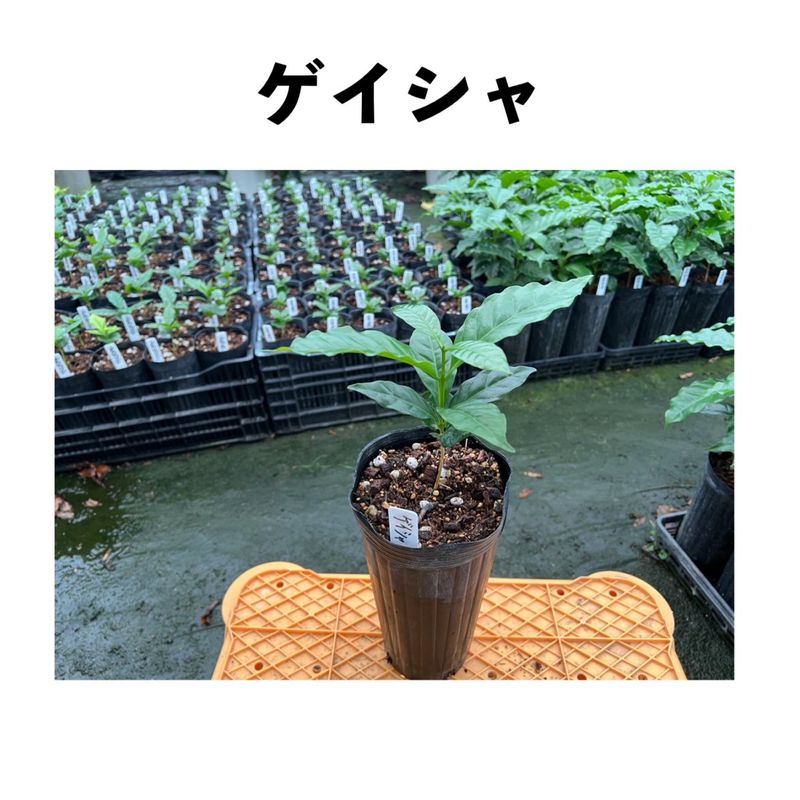 ���������Geisha�˥���ӥ��� �ֿ��ʼ� ������󥰥ݥå� | �����ҡ�����