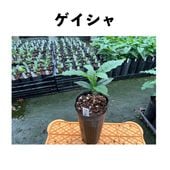 ���������Geisha�˥���ӥ��� �ֿ��ʼ� ������󥰥ݥå� | �����ҡ�����