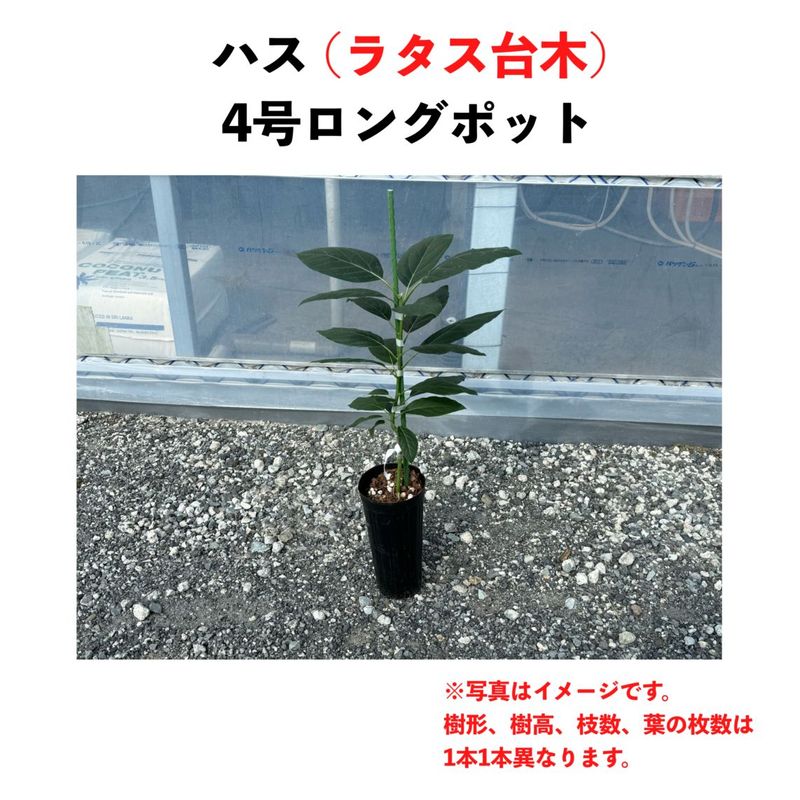 �ϥ� (A) �ڥ饿�����ڡʥѥƥ���ʼ�ˡۣ�����󥰥ݥå� (����) Hass�å��ܥ�������