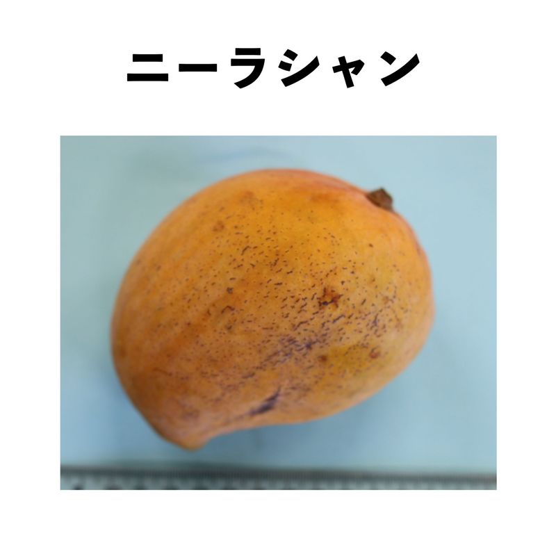 �ˡ��饷��� ����ݥå� ���� (����)Neelashan�åޥ󥴡�����