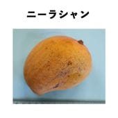 �ˡ��饷��� ����ݥå� ���� (����)Neelashan�åޥ󥴡�����