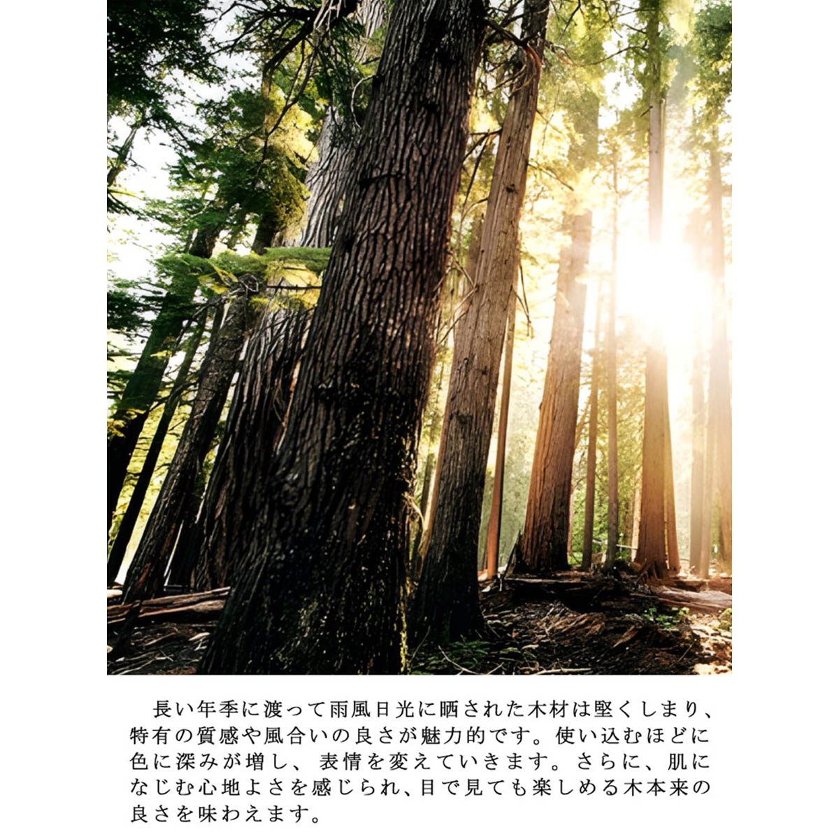 ���������ƥ��֥ǥ��������ե����ǥ�������������������������㥹�����դ����ӵ����դ���L�����������ܥå����դ����֥饦�󡡥������ޥ�����ǽ