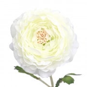クリーム色 ラナンキュラス アートフラワー　34せたット クリーム色 ラナンキュラス アートフラワー 34せたット 造花・アート