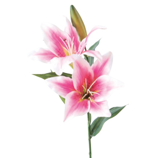 造花 シルクフラワー プリンセスカサブランカ ピンク F4053 002 フラワー シルクフラワー 造花 色で探す 赤 ピンク系 ホビー材料の通販 ユザワヤ公式ネットショップ 造花 シルクフラワー プリンセスカサブランカ ピンク F4053 002 フラワー シルクフラワー 造花 色で探す 赤 ピンク系 ホビー材料の通販 ユザワヤ公式ネットショップ