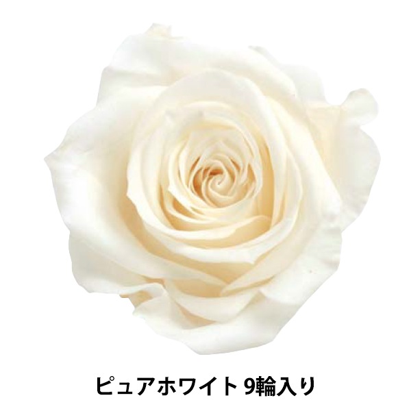 プリザーブドフラワー 『ローズ いずみ ピュアホワイト 9輪入り 03480 