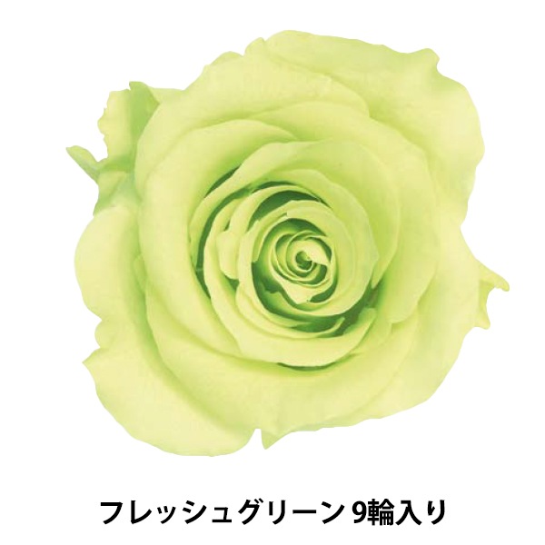 プリザーブドフラワー 『ローズ かのん M フレッシュグリーン 9輪入り