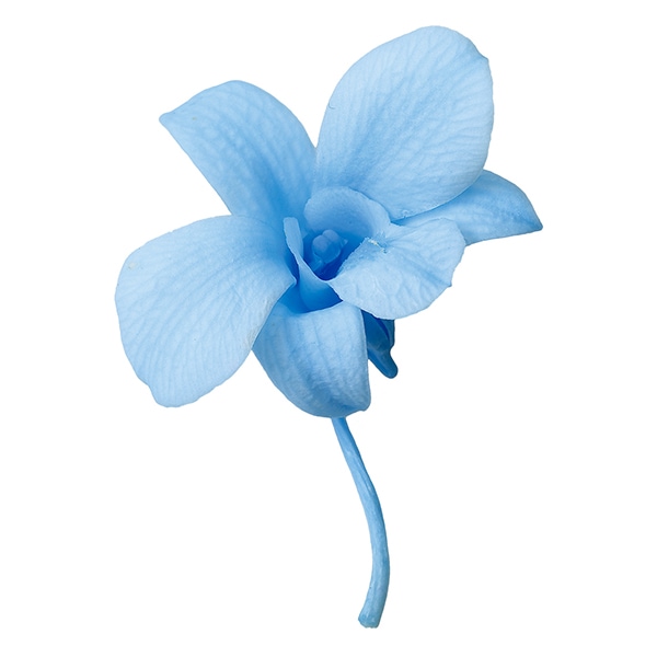 プリザーブドフラワー 『デンファレ ベビーブルー 02390-621