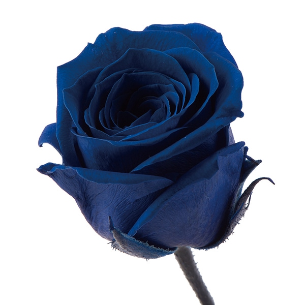 プリザーブドフラワー 『ビビアン インディゴブルー 02370-661