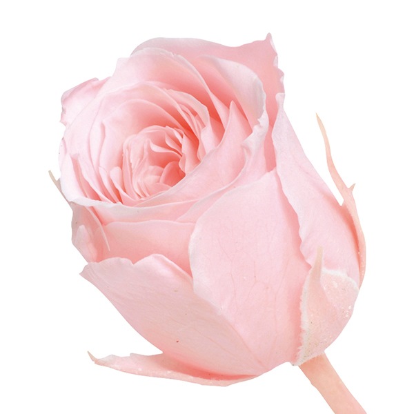 人工シルク 花びら 結婚式 ホームパーティー フローラ ブライダル