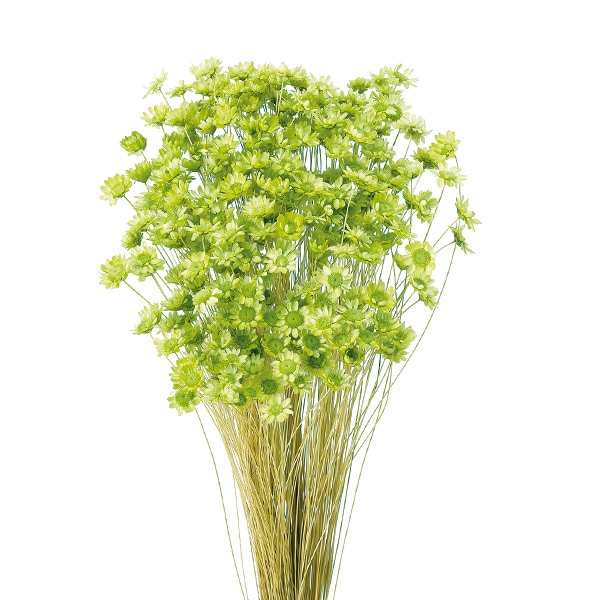 ドライフラワー 『スターフラワー ブロッサム アップルグリーン 30191