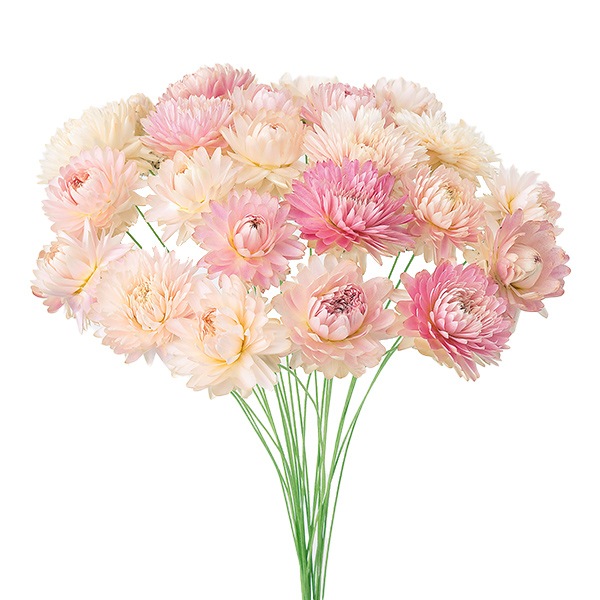 ドライフラワー ヘリクリサム 小 ピンク 100 手芸 手芸 材料 ホビー材料の通販 ユザワヤ公式ネットショップ