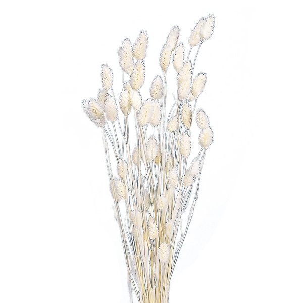 ドライフラワー 『ポアプランツ 白 4202-0-011』 フラワー,ドライ