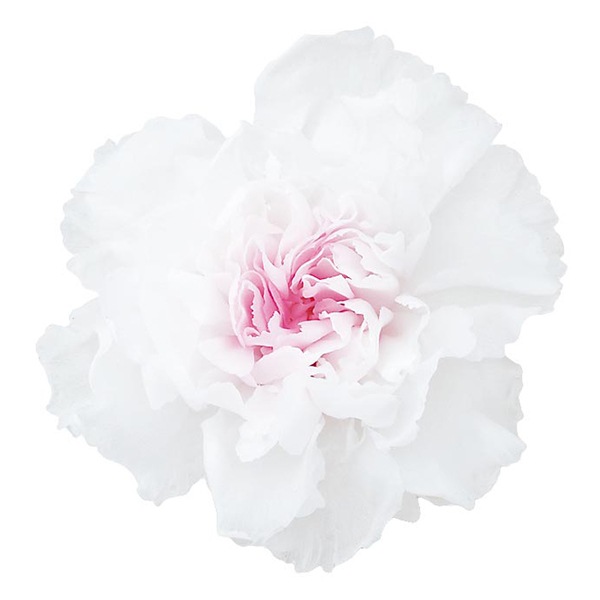 プリザーブドフラワー 『ミニカーネーション ミルフィーユ ホワイト