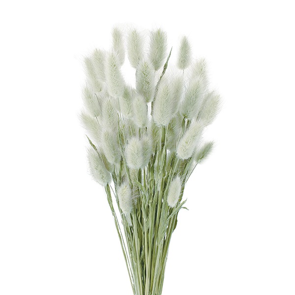 ドライフラワー 『ラグラス ナチュラルグリーン 4205-0-020』 フラワー