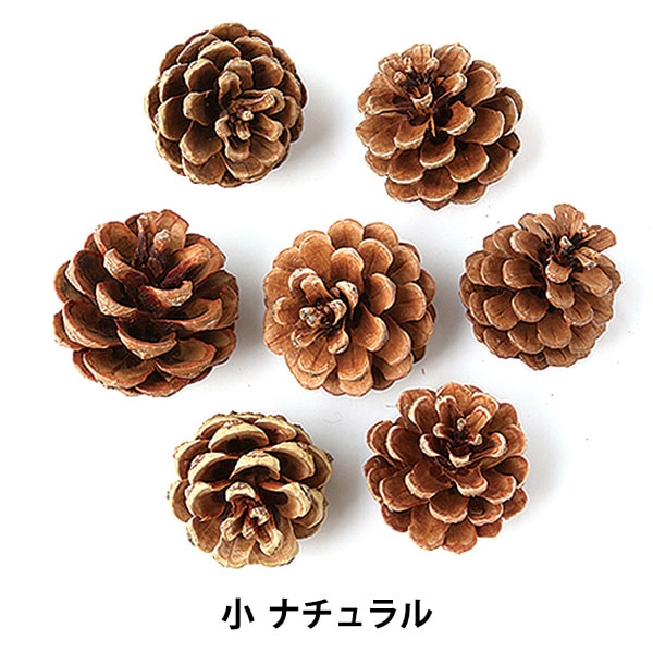 ドライフラワー 『松かさ 小 ナチュラル 66174』 フラワー,ドライ