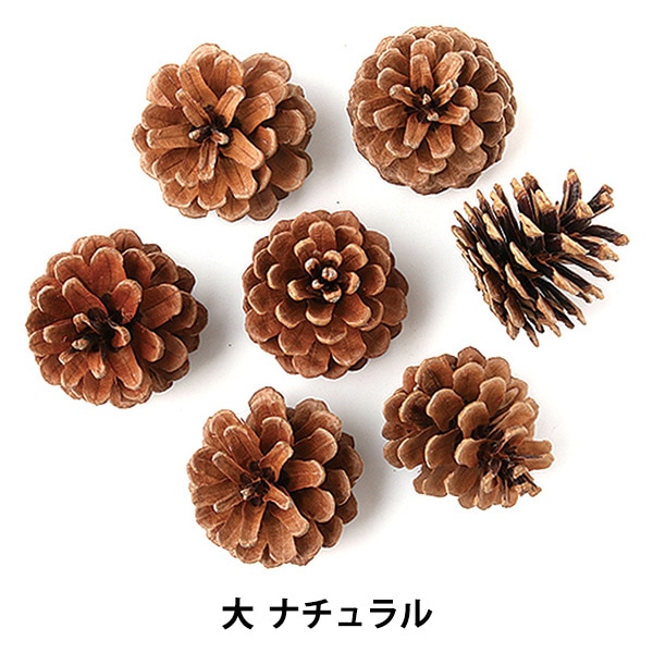 ドライフラワー 『松かさ 大 ナチュラル 66175』 フラワー,ドライ