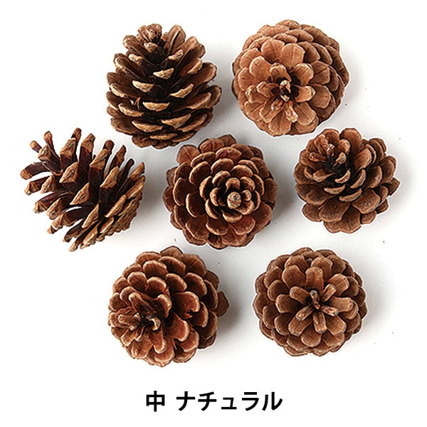 ドライフラワー 『松かさ 中 ナチュラル 66176』 フラワー,ドライ