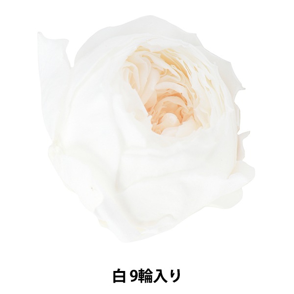 プリザーブドフラワー 『ローズ ココット 白 02730-011』 フラワー