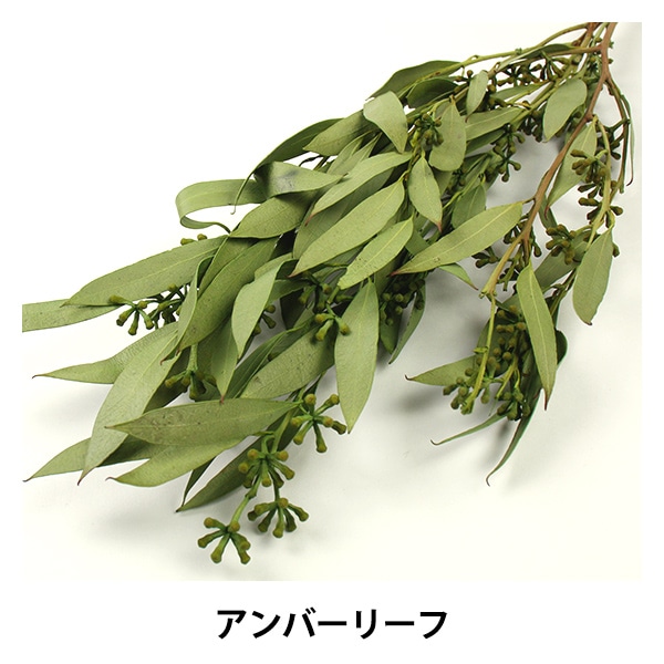 ドライフラワー 『アンバーリーフ 実付き グリーン 40150-700