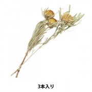 ドライフラワー 『グレビレア・アイバンフォー N 40130-000』 フラワー