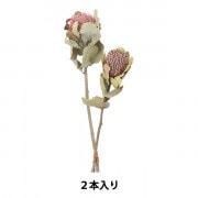 ドライフラワー 『グレビレア・アイバンフォー N 40130-000』 フラワー