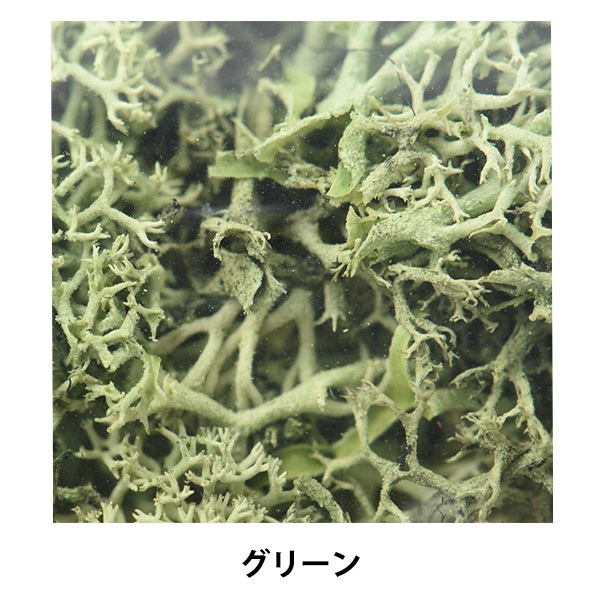 プリザーブドフラワー 『フィンランドモス グリーン 80046』 フラワー