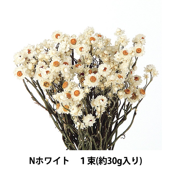 アウトレット価格 6ケ入りドライフラワーアンモビュー厶☆ カントリー