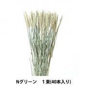 ドライフラワー素材❕スペルト小麦25本(^.^)自然栽培.:*:・'°☆ ドライフラワー 『FM 山ゴケ グリーン 80115』 フラワー,ドライ