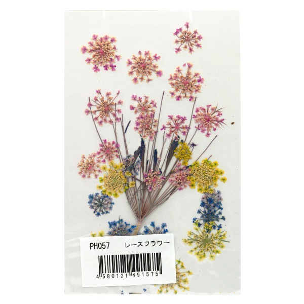 押し花キット つみたて花パック レースフラワー カラード Ph057 フラワー 押し花 花材 ホビー材料の通販 ユザワヤ公式ネットショップ