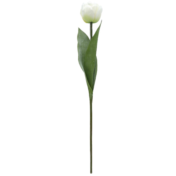 チューリップの花 チューリップ 'ハウステンボス' | FLORE21