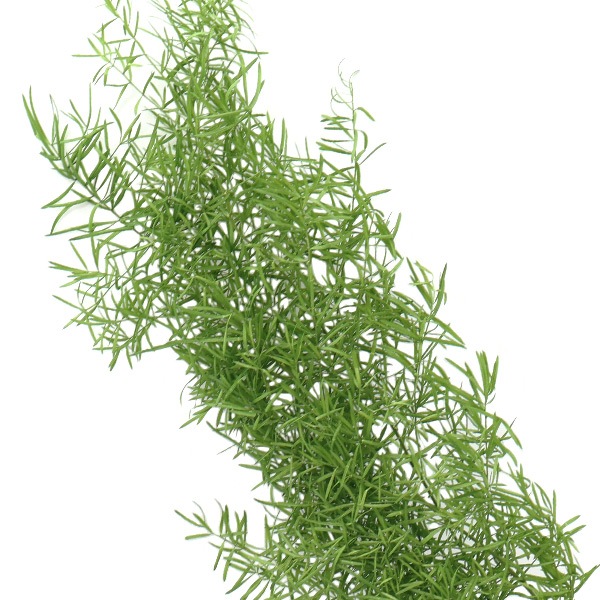 プリザーブドフラワー 『アスパラ・スプリンゲリー フレッシュグリーン