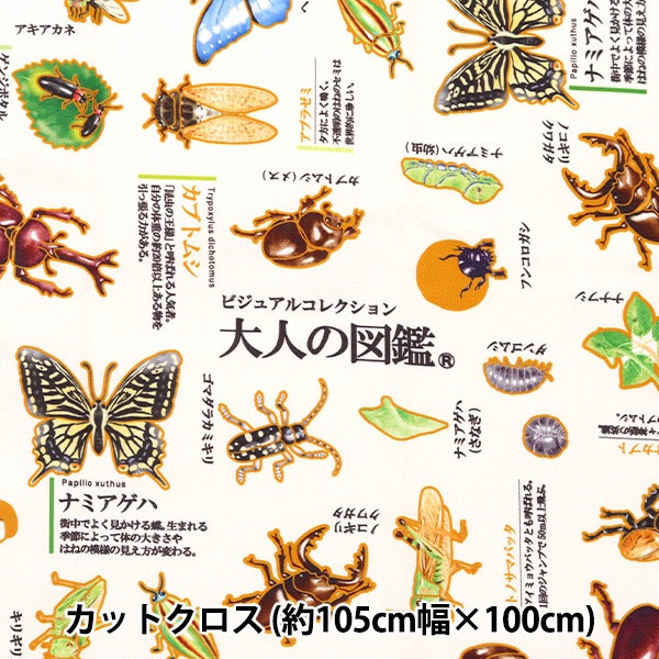 生地見本　昆虫を集めました No way] I made a stag beetle specimen using a 100 yen specimen kit