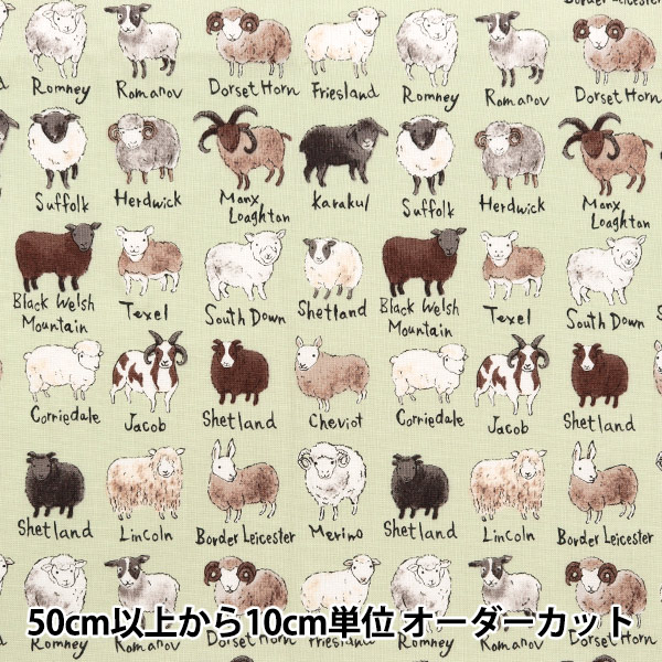 �ڿ���5����� ���� ��NOVA �������� �ӿ޴� ���꡼�� NSE-SHE-GR�� KOKKA ���å� �ڥ楶��䥪�ꥸ�ʥ��