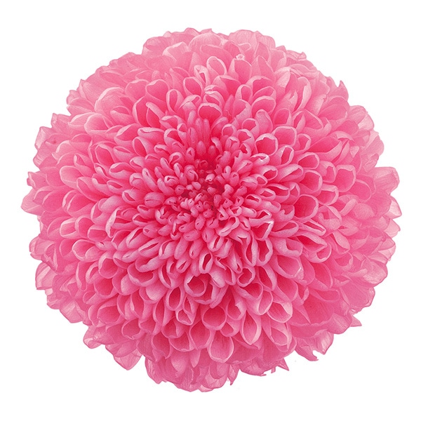 プリザーブドフラワー 『ミニカーネーション ミルフィーユ