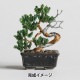 �ӡ������å� �إͥ��å�BONSAI ���� HCA30//7�� MIYUKI �ߥ業